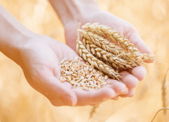 日本人をもっと健康にする小麦に秘められた力