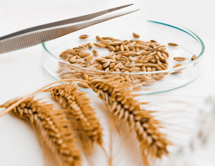 小麦ペプチドの研究をはじめ精製技術を蓄積