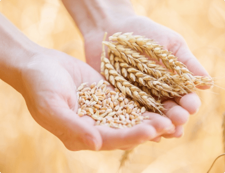 現代の生活習慣病に役立つ関与成分、0.19小麦アルブミン