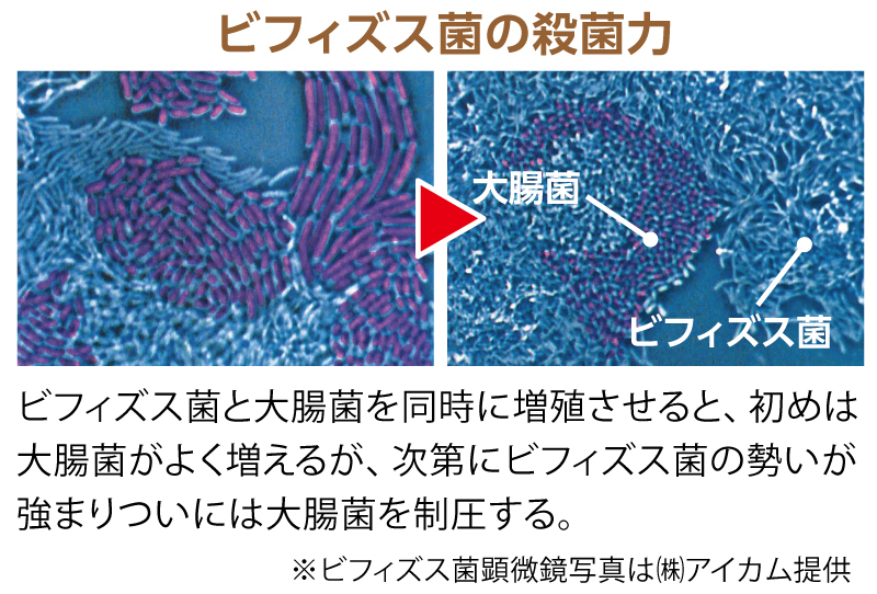 ビフィズス菌の殺菌力