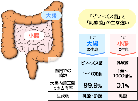 ビフィズス菌と乳酸菌の違い