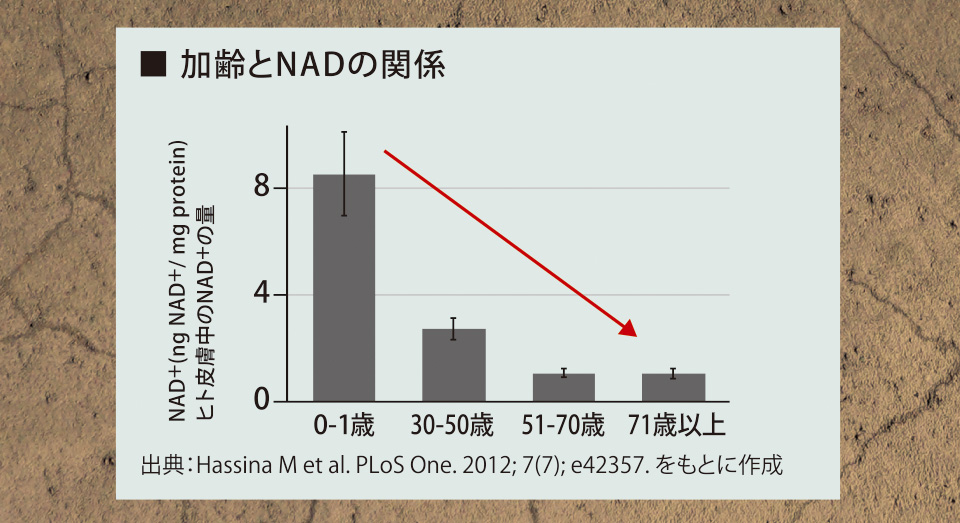 ■ 加齢とNADの関係　NAD+(ng NAD+/ mg protein)ヒト皮膚中のNAD+の量　出典：Hassina M et al. PLoS One. 2012; 7(7); e42357. をもとに作成