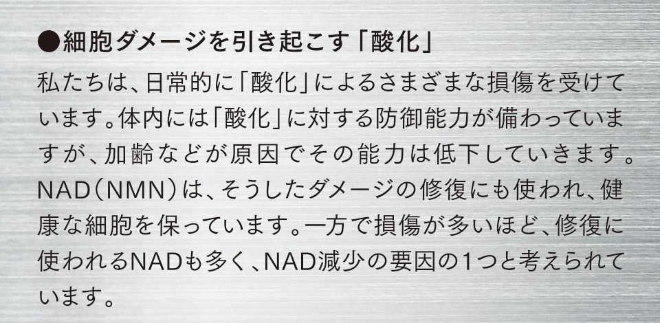 ●細胞ダメージを引き起こす「酸化」　私たちは、日常的に「酸化」によるさまざまな損傷を受けています。体内には「酸化」に対する防御能力が備わっていますが、加齢などが原因でその能力は低下していきます。NAD（NMN）は、そうしたダメージの修復にも使われ、健康な細胞を保っています。一方で損傷が多いほど、修復に使われるNADも多く、NAD減少の要因の１つと考えられています。