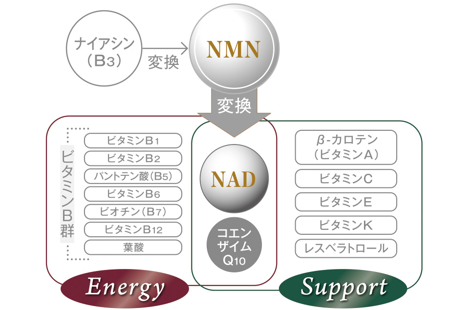 ナイアシン（B3）変換　NMN　変換　NAD　コエンザイムQ10　Energy　ビタミンB群　ビタミンB1　ビタミンB2　パントテン酸（B5）　ビタミンB6　ビオチン（B7）　ビタミンB12　葉酸Support　β-カロテン（ビタミンA）　ビタミンC　ビタミンE　ビタミンK　レスベラトロール