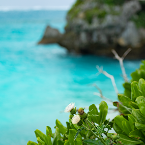 沖縄の海、空、緑はどれも色鮮やかで明るい。この地で生まれる工芸のように。