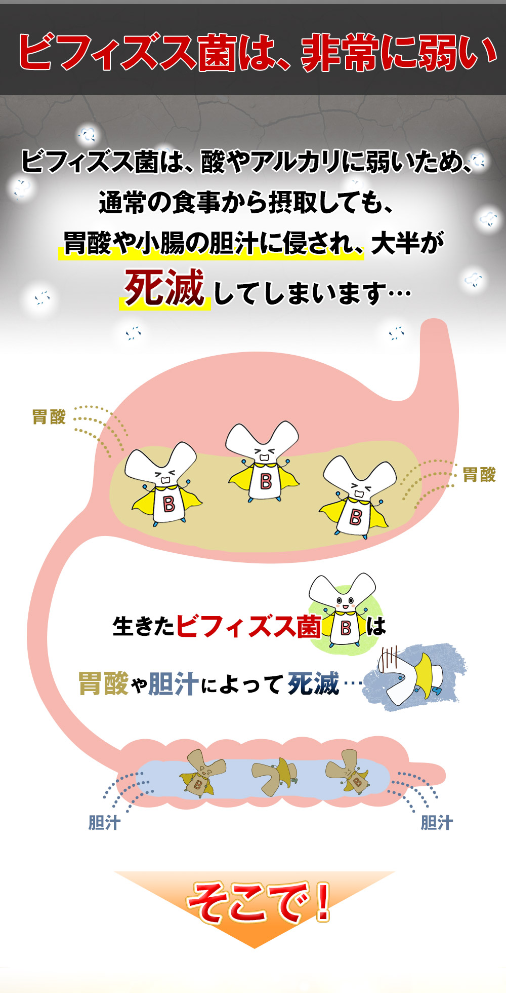 ビフィズス菌は、非常に弱い