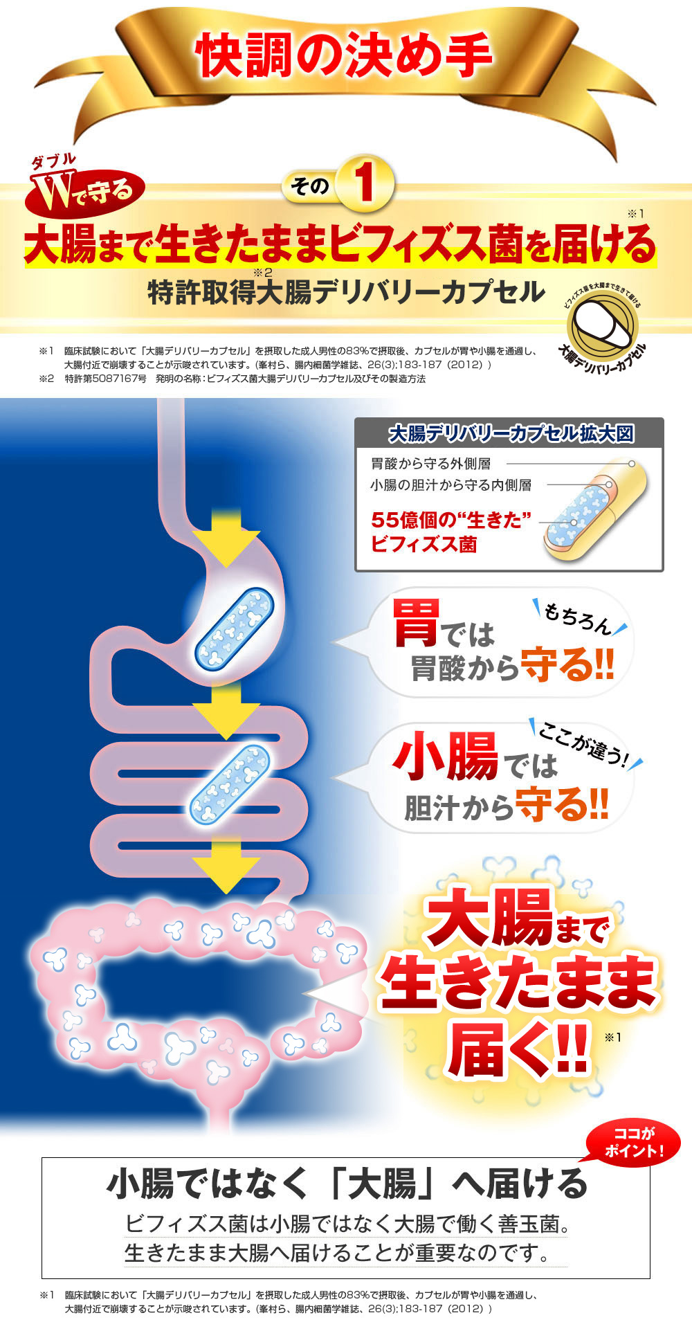 快調の決め手　その1　大腸まで生きたままビフィズス菌を届ける