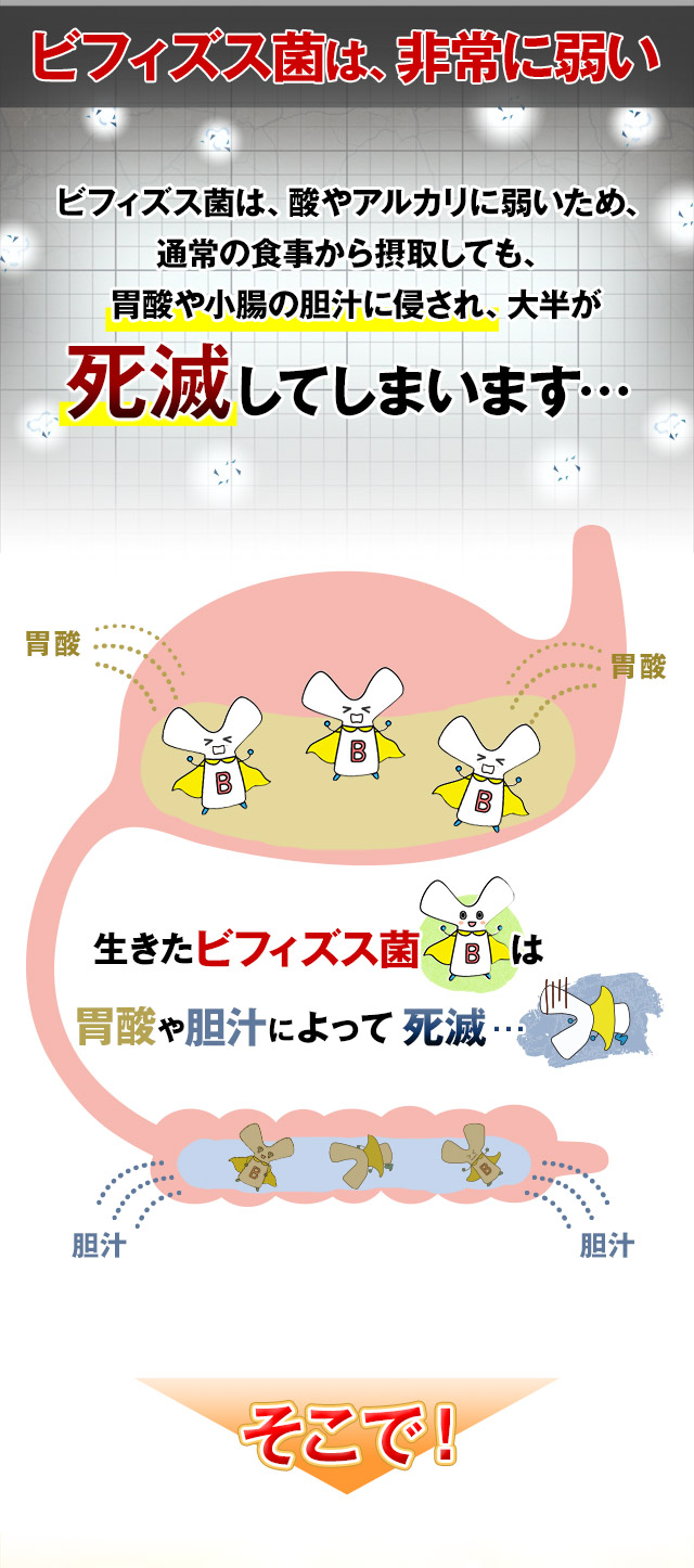 ビフィコロン【オリエンタル酵母工業】